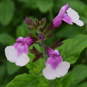 Salvia Strawberry Melba